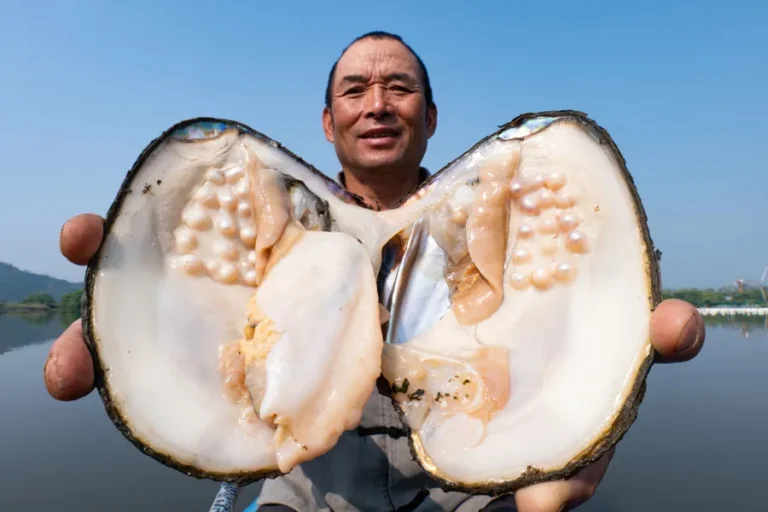 freshwater pearl cultivation