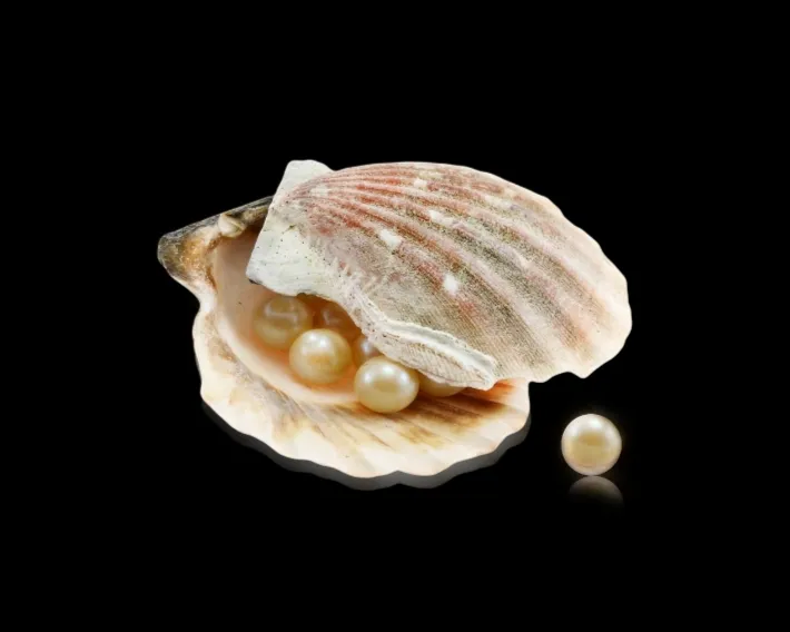 pearls from clam