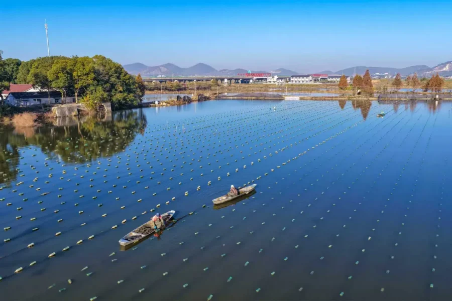 freshwater pearl farming area